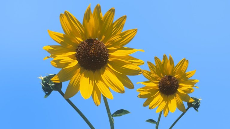 パペットツールで写真の花を揺らすアニメーションの作り方